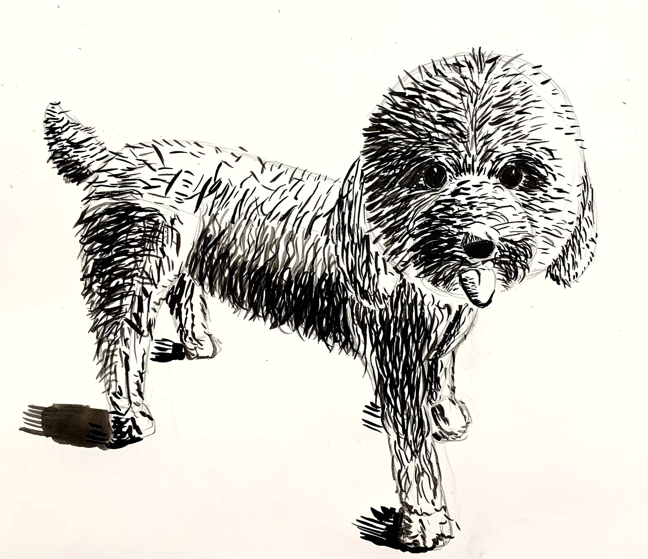 Sketch of my pet dog